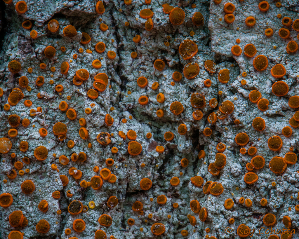 Представитель Семейства Brigantiaeaceae
